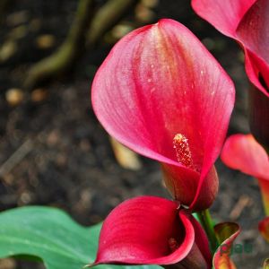 Calla Lily Bulb Imported Plant