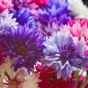 Cornflower-JEET Seeds (50 Seeds)