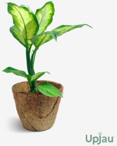 Dieffenbachia Camille Plant