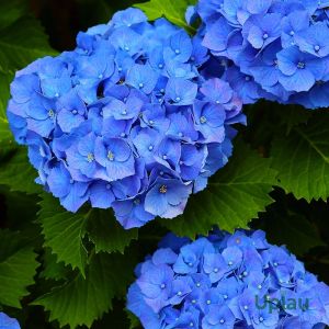 Hydrangea Plant (Any Color)