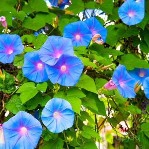 Morning Glory Plant / Ipomoea – Climber