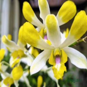 Orchid Dendrobium Banana Royal Plant