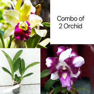 Orchid Dendrobium Bright Combo of 2 Plant