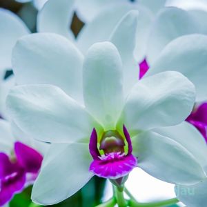 Orchid Dendrobium Burana Charming