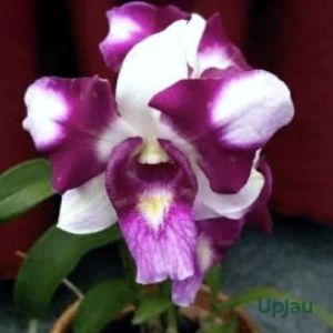 Orchid Dendrobium King Dragon Plant