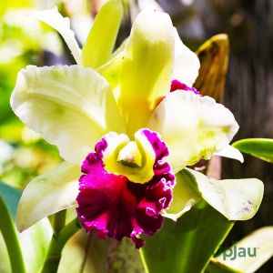 Orchid Dendrobium Nopporn Star Bright Plant