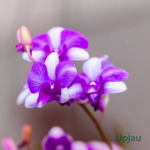 Orchid Dendrobium Triple Fantasy Plant