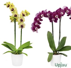 Phalaenopsis Orchid Combo of 2