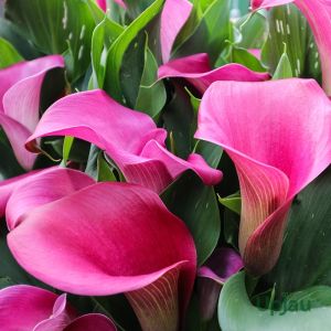 Pink Calla Lily Bulb Plant