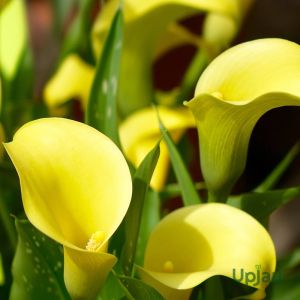 Yellow Calla Lily Bulb