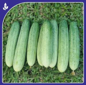 Kavya F-1 Hybrid Cucumber Seeds