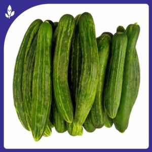 Nisha Green F-1 Hybrid Cucumber Seeds