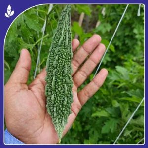 Sakshi F-1 Hybrid Bitter Gourd Seeds