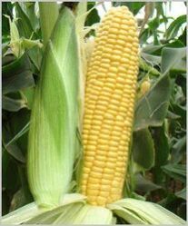 Sweety F-1 Hybrid Sweet Corn Seeds