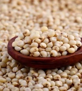 Sorghum (Jowar)