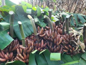 Natural Red Banana, State Of Origin : Tamilnadu