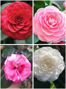 Camellia Flower Plant