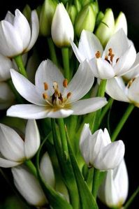 Chincherinchee Flower Blub