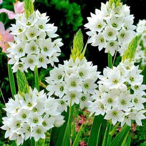 Chincherinchee Flower Bulbs