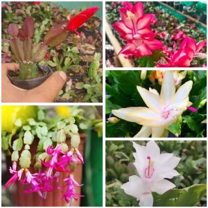 Christmas Cactus Plants