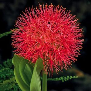 Common Football Lily Flower Bulb, Color : Red for Plantation