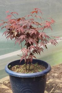 Japanees Red Maple Plant