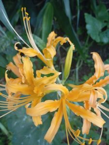 Lycoris Lily Flower Bulb