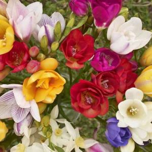 Mix Freesia Flower Bulb