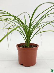 Nolina Palm Plant