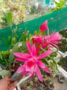 Pink Brahma Kamal Plant Fresh, Packaging Type : Biodegradable Bags