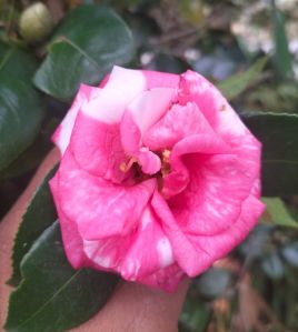 Pink Camellia Flower Plant
