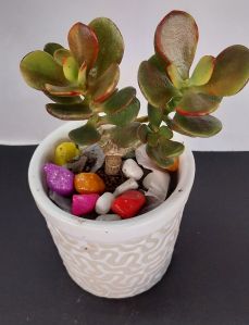 Red Crassula Plant