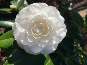 White Camellia Flower Plant