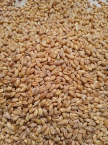 wheat grain