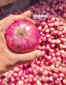 Manual Red Onion 55 MM+ for FOOD