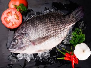 Fresh Tilapia Fish