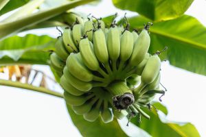 Raw Green Banana