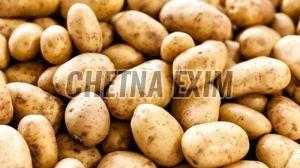 a Grade Potato, Color : Brown, Speciality : Rich in Taste, Healthy