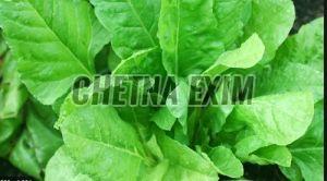 Organic Fresh Spinach, Color : Green, Packaging Size : 25Kg