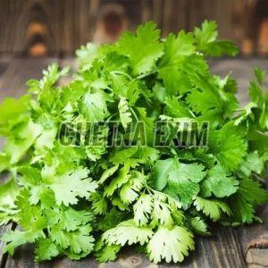 Natural Fresh Coriander Leaves, Color : Green