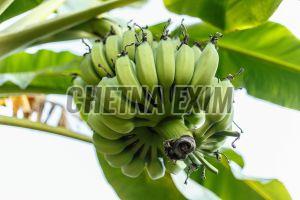 Natural Raw Green Banana, Speciality : Rich in Taste, Hygienic