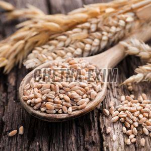 Organic Wheat Grain, Color : Creamy, Packaging Type : Gunny Bag