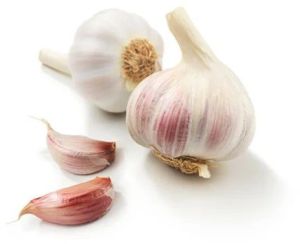 fresh garlic