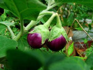 Organic Fresh Brinjal, Packaging Size : 5-25kg for Cooking