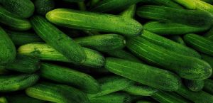 Organic Fresh Cucumber, Color : Green, Packaging Size : 5-25kg