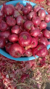 fresh red onion