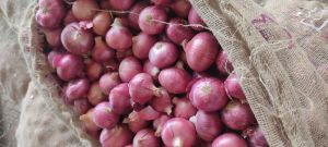 Organic Red Onion