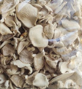 dried oyster mushroom