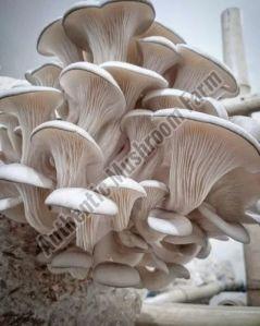 Organic Fresh Oyster Mushroom, Color : Creamy