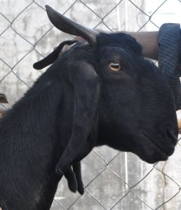 Goat Milk